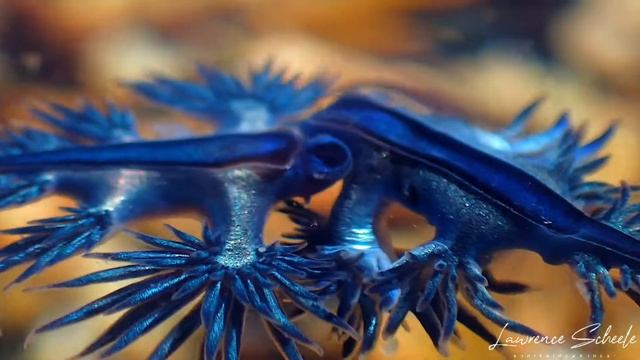 Blue Dragon Nudibranchs (Glaucilla marginata) смотреть онлайн