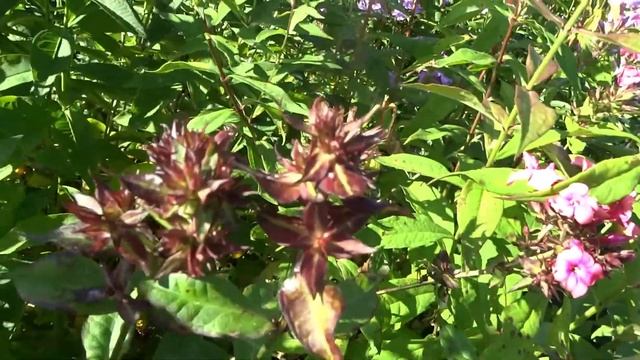 Флокс ГОРИСЛАВ - обзор, описание, цветение, отзыв. смотреть онлайн