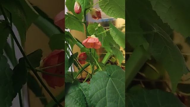 абутилон(комнатный клён)