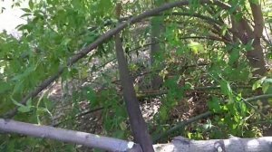 "Дружба - два". Ручная двуручная пила. ЛАЙФХАК...