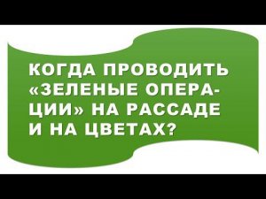 Когда надо проводить "зеленые операции" на рассаде и на цветах?