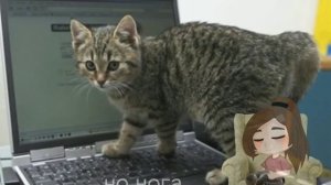 ..❤️🐈Мысли переполнены мурчащими котами🐈❤️.. meme