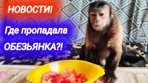 Новости в Мире домашних животных! Где пропадала домашняя обезьянка?! Алекса вернулась.