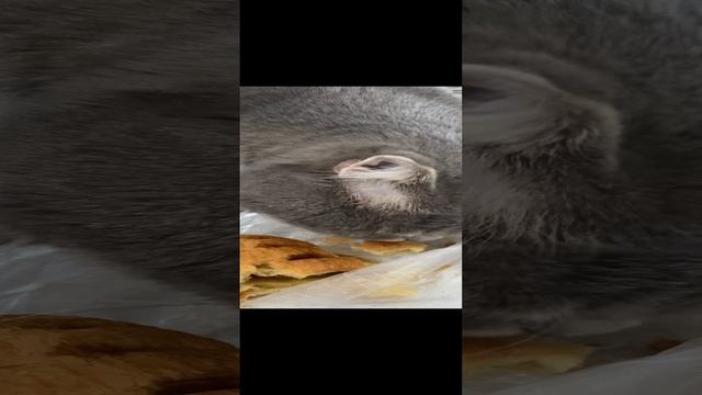 Пуша захотел булочку