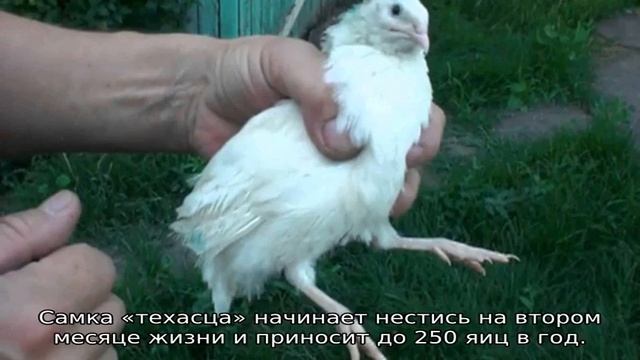 Когда начинают нестись перепела?