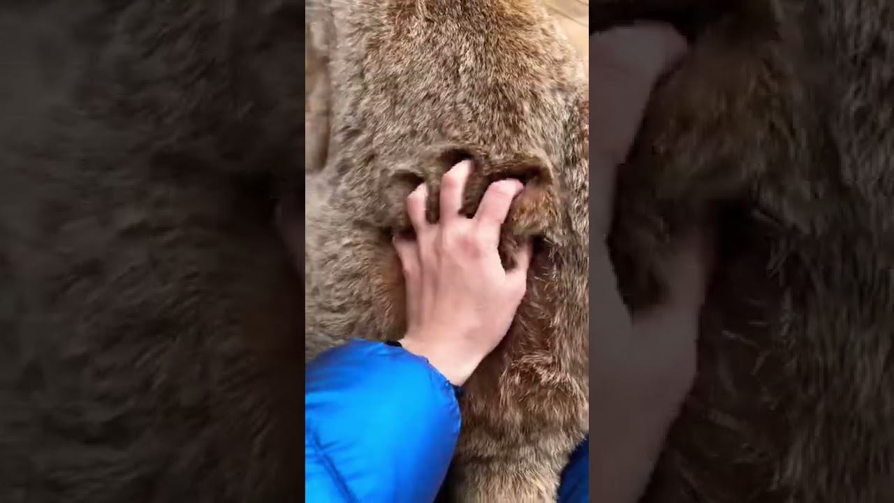 Плюшевая шубка рыси)