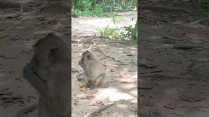 Give banana to monkey at zoo #monkey #familymonkey #groupofmonkey