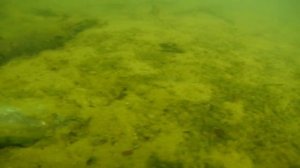 Проект пруда. Водолазное обследование дна озера Южное, город Черноголовка, Московская область