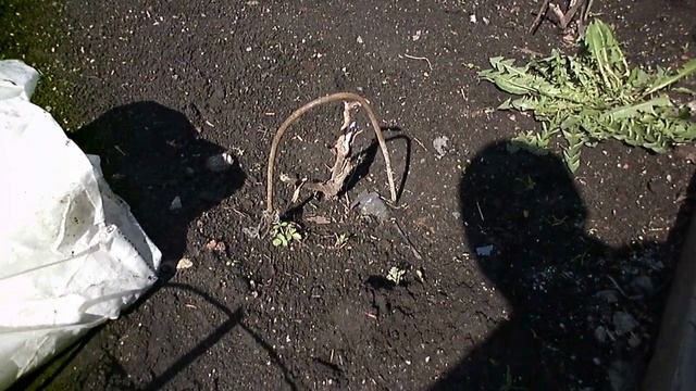 Виноград Супер Экстра. Заморозок.Кузбасс. Сибирь.