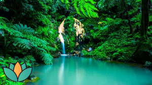 Пение птиц.