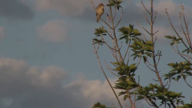 Кто мешает спать рано утром в деревне. смотреть онлайн