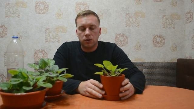 Как правильно поливать фиалку.
