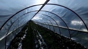 Плёночная теплица для клубники в Сибири г. Омск Ферма "Омская Ягода".