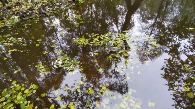 Пруд после урагана!Подъём воды,обзор пруда без плёнки своими руками.