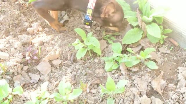Той-терьер Кузя закапывает еду (small dog hides food) смотреть онлайн