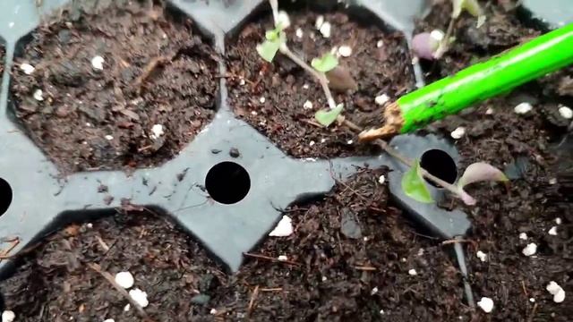 Каллизия (Callisia) - уход и размножение смотреть онлайн