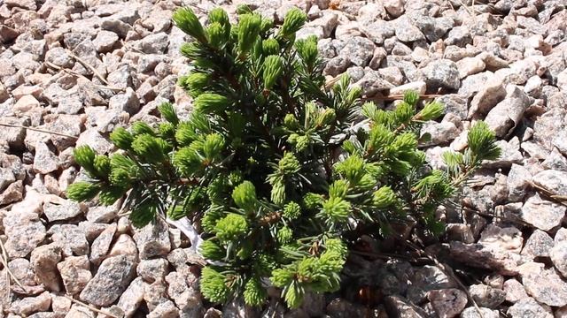 Ель Вальдбрун Ель сербская пендула 7 ЧАСТЬ смотреть онлайн