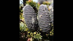 Abies lasiocarpa, Pinaceae ( subalpine fir)