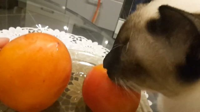 Тайские кошки. Что любят кушать кошки? Thai cats. смотреть онлайн