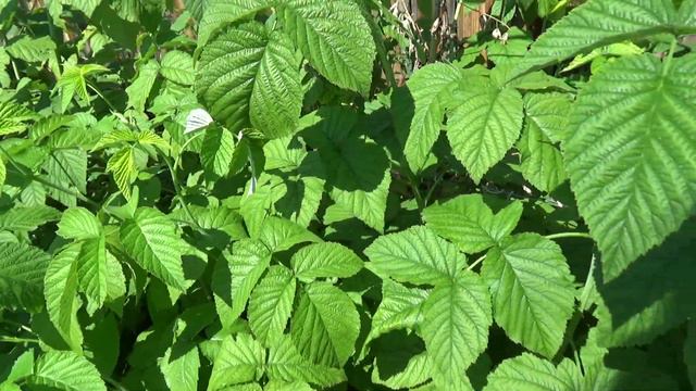 Малинник смотреть онлайн