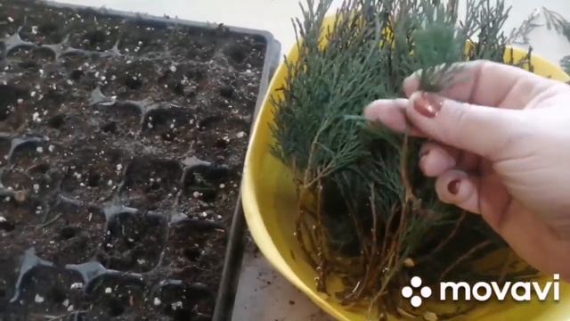 Как укоренить МОЖЖЕВЕЛЬНИК, советы и опыт Евгении смотреть онлайн