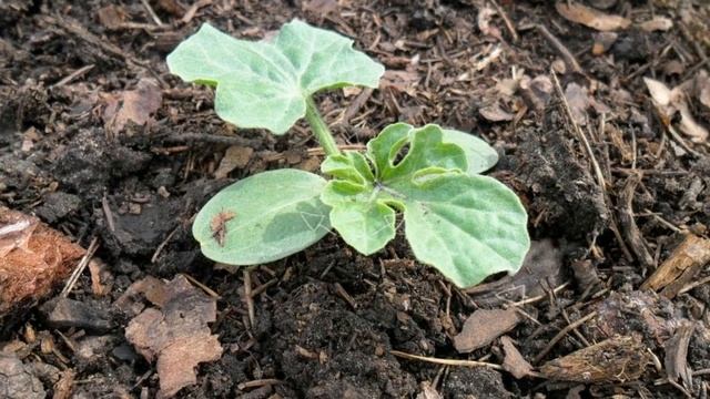 Как вырастить арбуз. Секреты сладкого арбуза смотреть онлайн