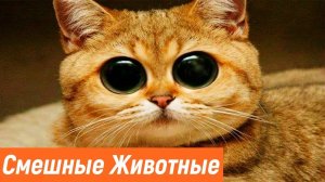 ПРИКОЛЫ С КОТАМИ И КОШКАМИ | СМЕШНЫЕ ПРИКОЛЫ С ЖИВОТНЫМИ
