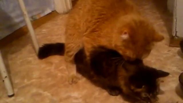 Засадил всю ограду огурцами).mp4 смотреть онлайн