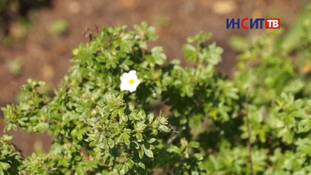 «Спелые советы» (выпуск 3) смотреть онлайн