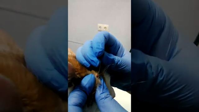 Живодерская Россия вытаскиваем пулю у кота из головы смотреть онлайн