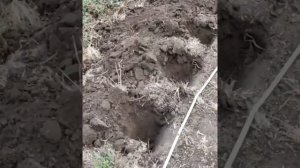 21.09.22 садим бордюр из лаванды.