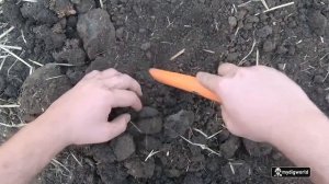 КЛАД ИМПЕРСКОГО СЕРЕБРА!!!