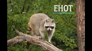 Учись весело - Звуки лесных животных для детей