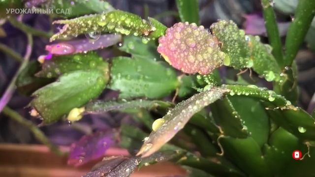 Декабрист с роду так не цвел! Подлил то немного этого в горшок! Сделайте так и декабрист зацветет! смотреть онлайн