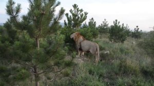 Лев  объясняет туристке почему он такой добрый :))