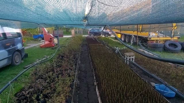 Позднее размножение голубики одревесневшими черенками 2023 (в мае)