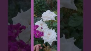 Плющелистная пеларгония Purple Prince