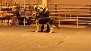 Хендлинг | Восточно-Европейская овчарка