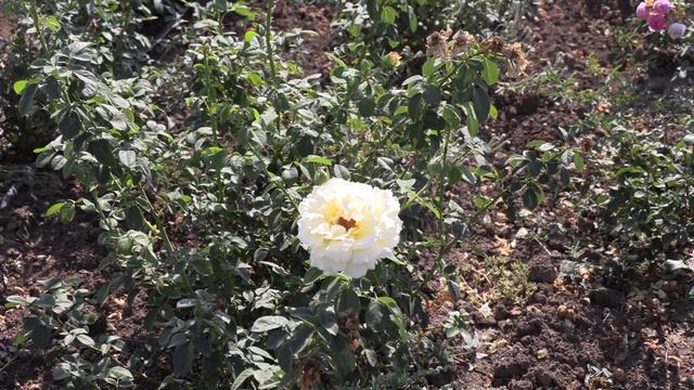 плетистая роза сирано де бержерак питомник роз полины козловой rozarium.biz  rose Cyrano de Bergera