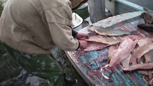 Эвенкия . Разделка Щуки филе для засолки .