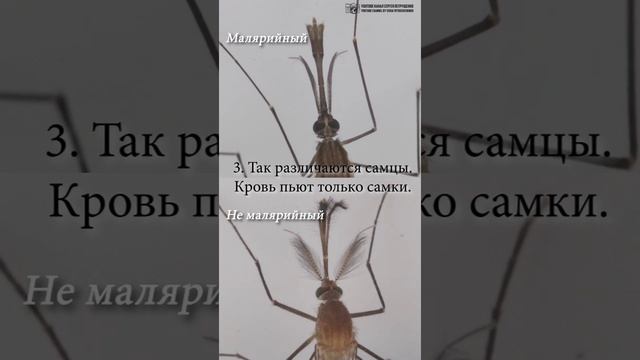 Малярийный комар. Как отличить от обычного кровососа. #short #shorts #shortvideo // Clever Cricket