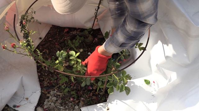 розы пострадавшие от засухи, питомник роз полины козловой rozarium.biz ,saving roses from drought смотреть онлайн