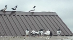 Голуби породы тэдди в Москве  +79255022509