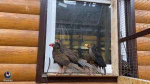 НЕПАЛЬСКИЕ ФАЗАНЫ. ВИДЫ ФАЗАНОВ.TYPES OF PHASANES.Lophura leucomelanos.