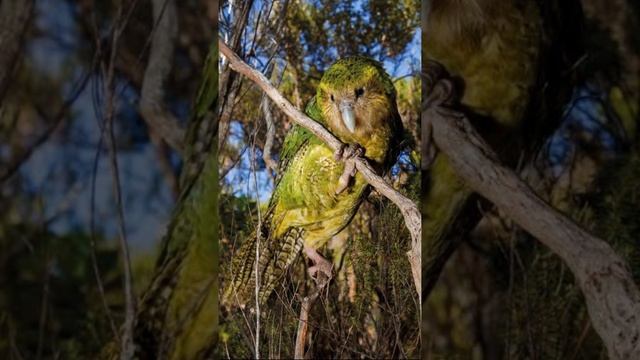 Amazing Fact About Kakapo Parrot || Mysterious Book In Howard university Library || #shorts