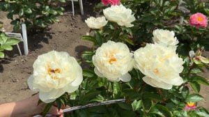 Сеянцы пионов Ворошиловой. Цветение 2023 года! Часть 9 / Сад Ворошиловой