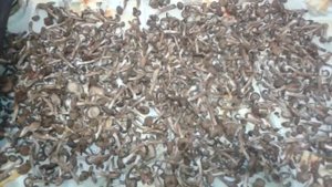 как засушить грибы?!