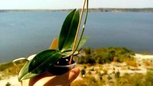 Phalaenopsis equestris Apari