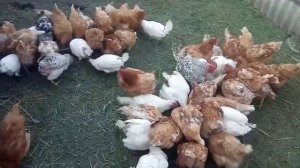 Макуха для кур несушок та курчат!??