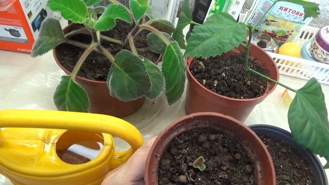 Подкормим комнатные растения
